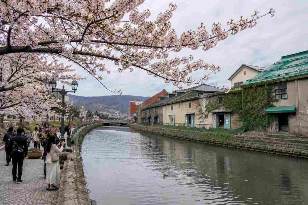 春の小樽運河で桜を楽しむ人々とロマンチックな北海道の街並み