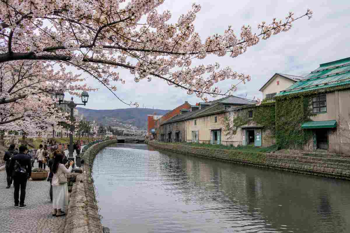 春の小樽運河で桜を楽しむ人々とロマンチックな北海道の街並み
